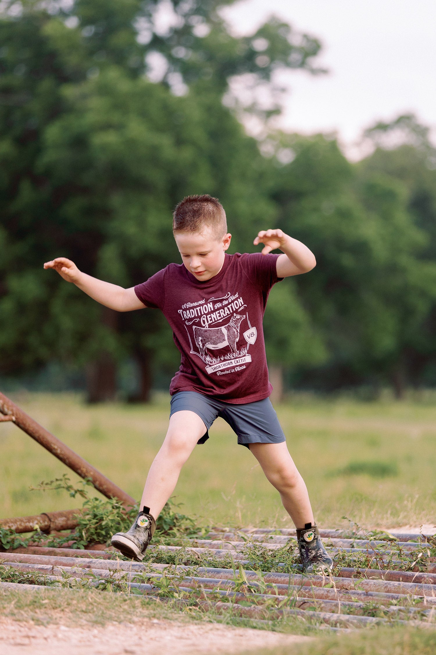 Knox's Shorthorn Cattle T-Shirt — A Renewed Tradition for the Next Generation