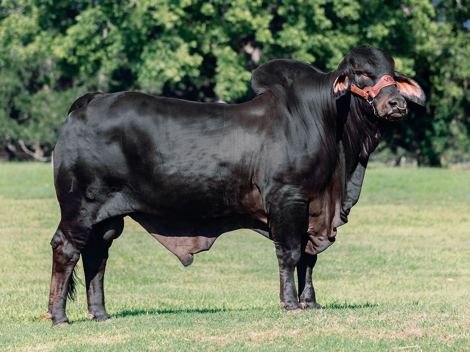 Mr. V8 162/9 "Eclipse" (P) Sexed Female Semen