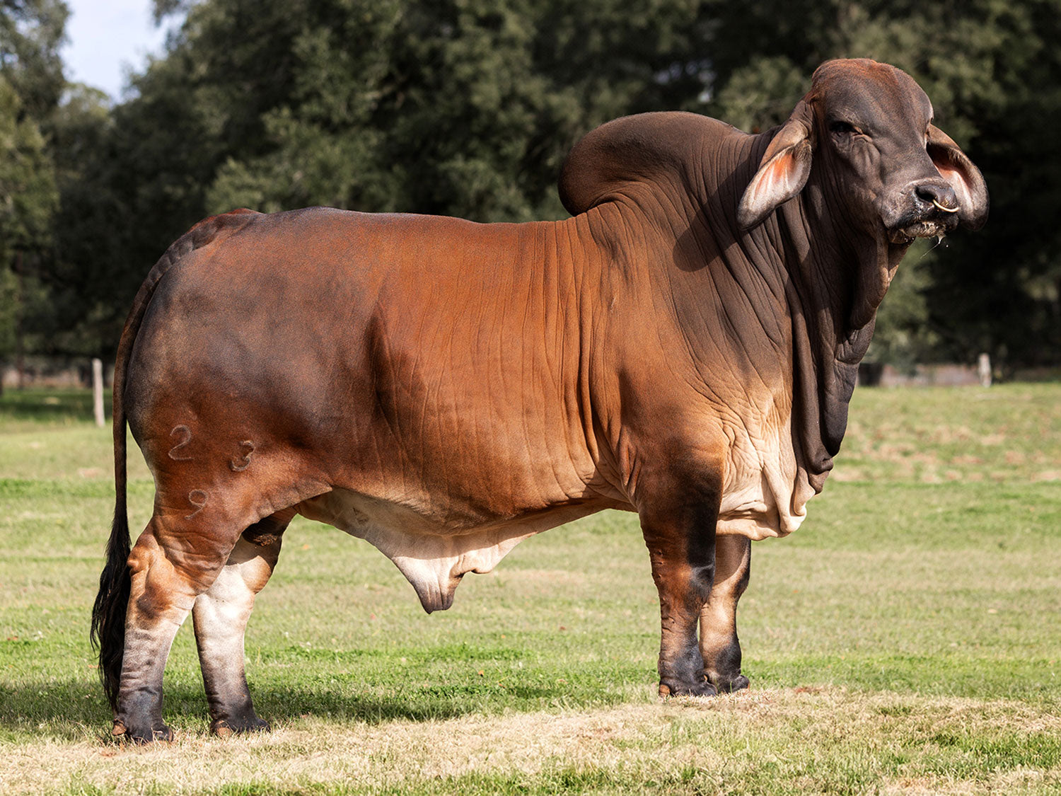 Mr. V8 23/9 "Red Roulette" Sexed Female Semen