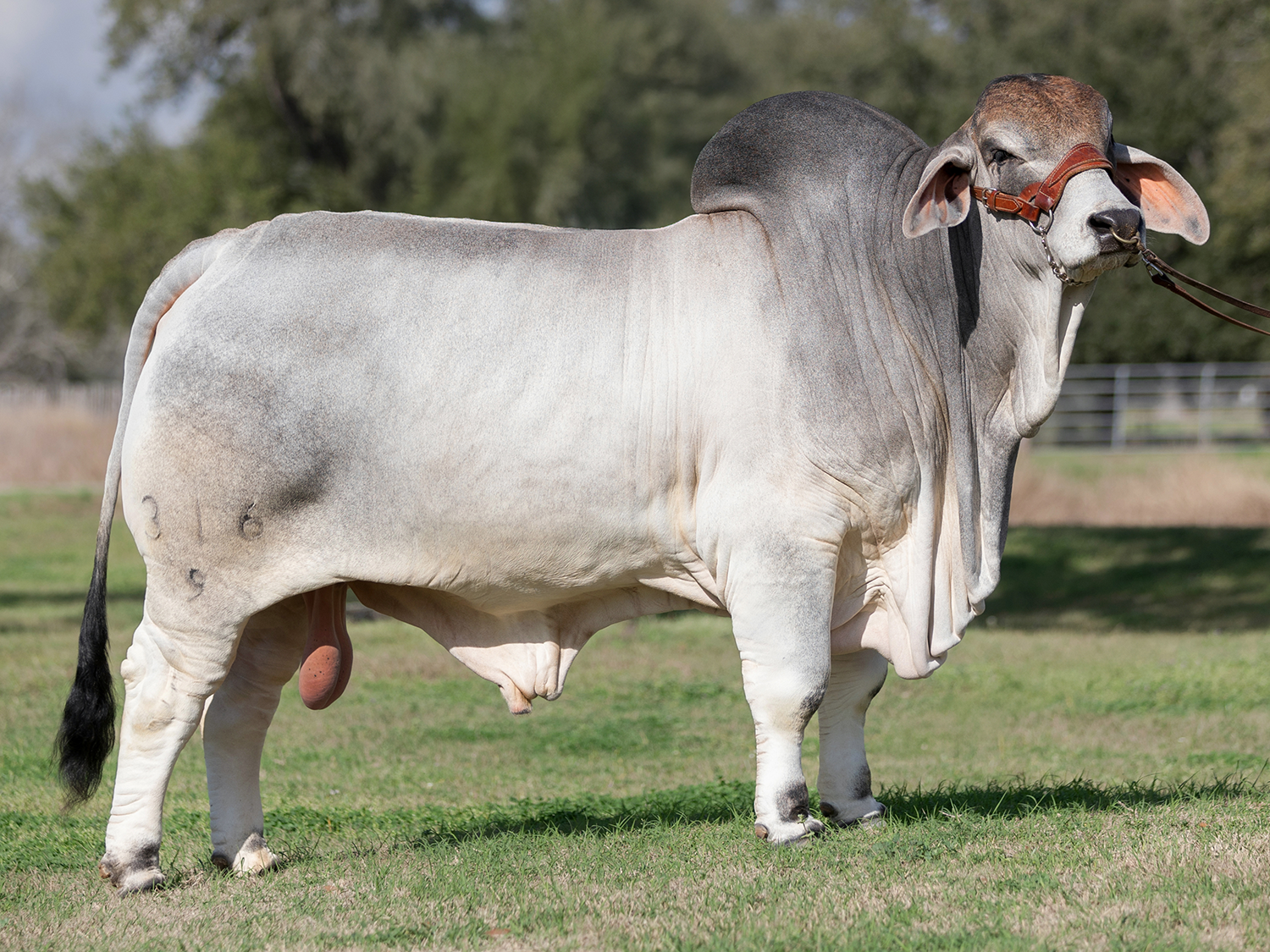 Mr. V8 316/9 Semen