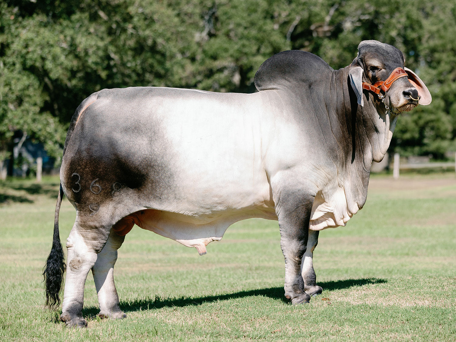 Mr. V8 368/9 "Magic Man" Semen