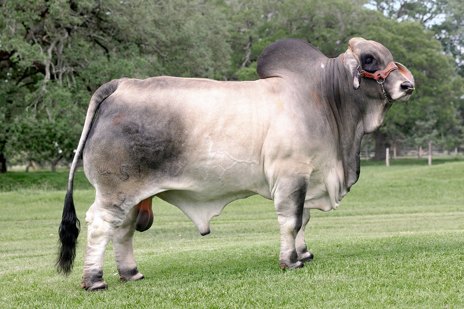 Mr. V8 451/9 "HullaBULLoo" Semen