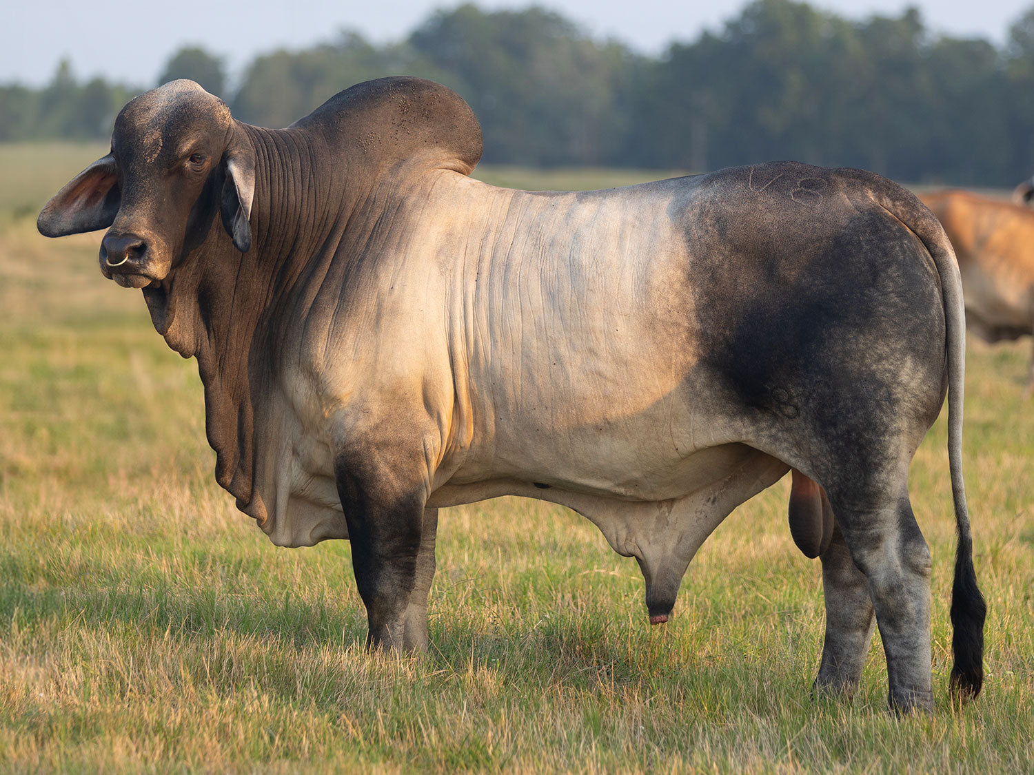 Mr. V8 824/8 (P) "Polled Solution" Semen Package of 5 Units