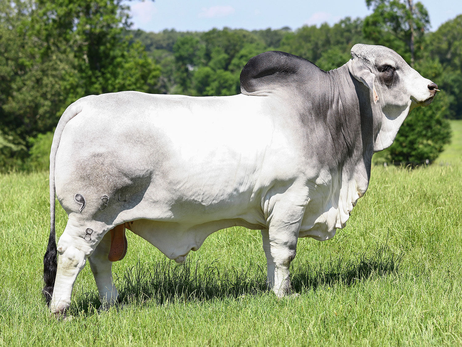 Mr. V8 934/8 "Otis" Semen