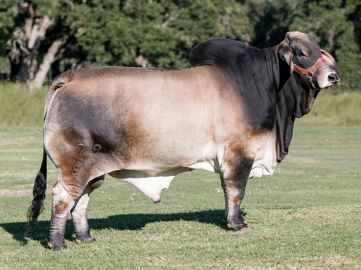 Mr. V8 979/8 "Checkmate" Semen Package of 10 Units