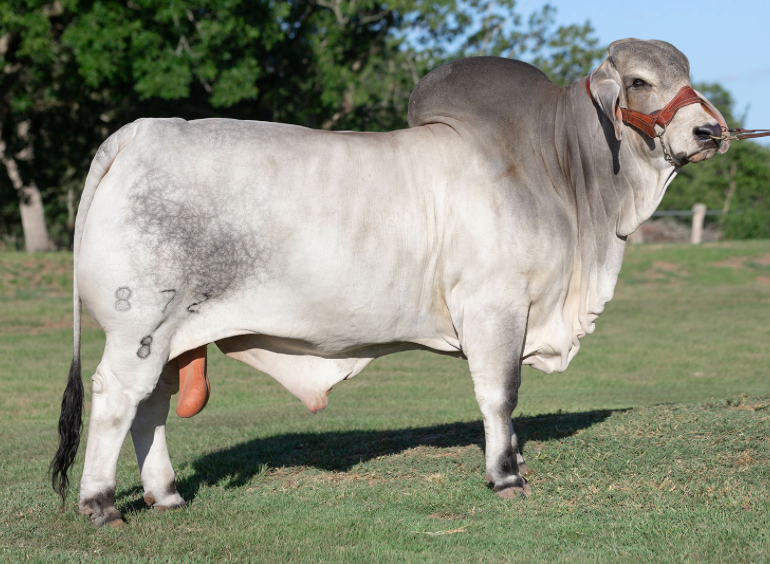 Mr. V8 872/8 Sexed Female Semen