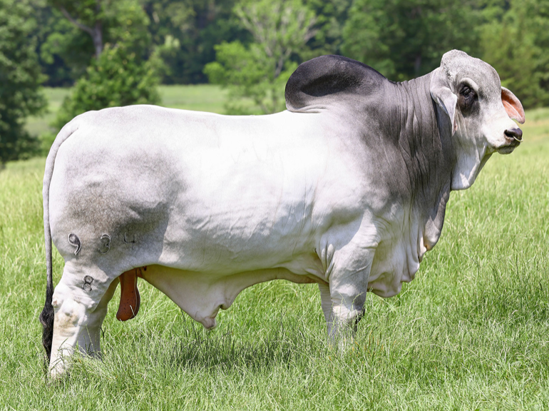 Mr. V8 934/8 "Otis" Sexed Female Semen