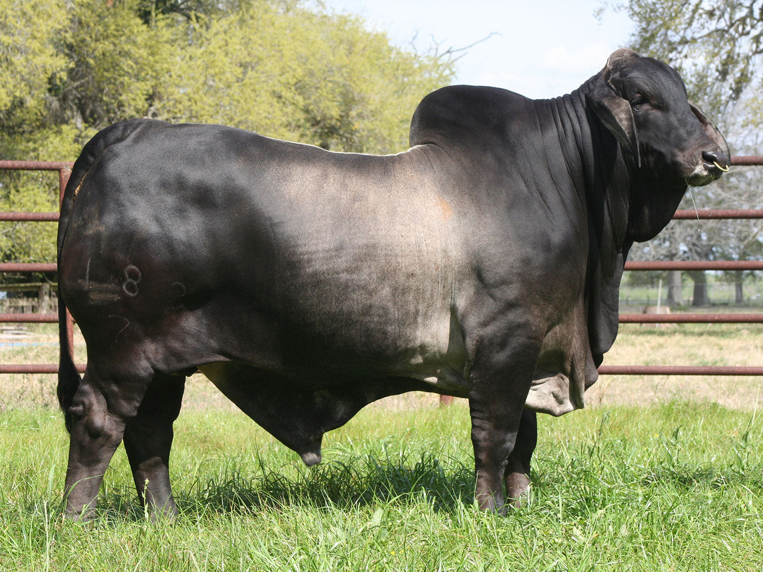 +Mr. V8 183/7 "Gator" Semen