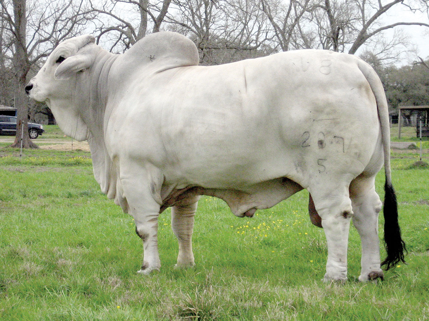 +Mr. V8 287/5 "Superstroke" Semen