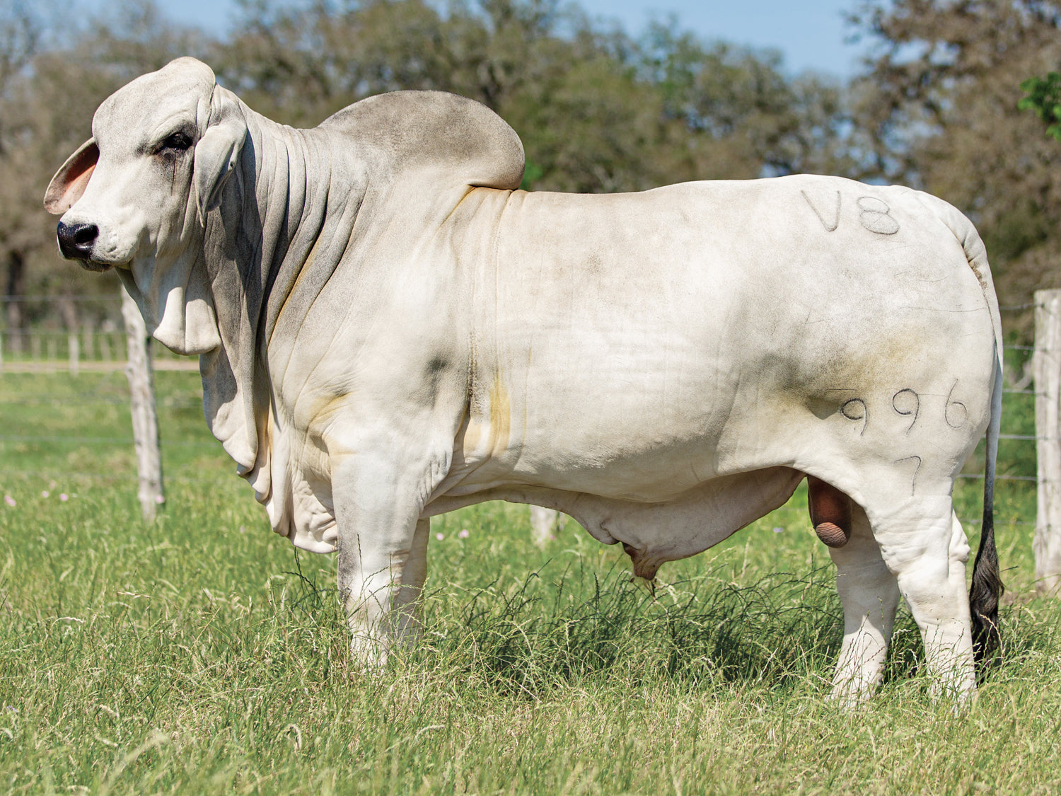 Mr. V8 996/7 "Vaquero" Semen Package of 5 Units