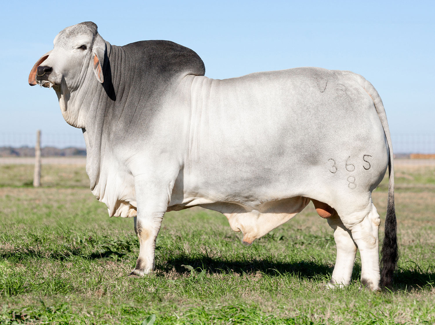 Mr. V8 365/8 "Tank" Semen