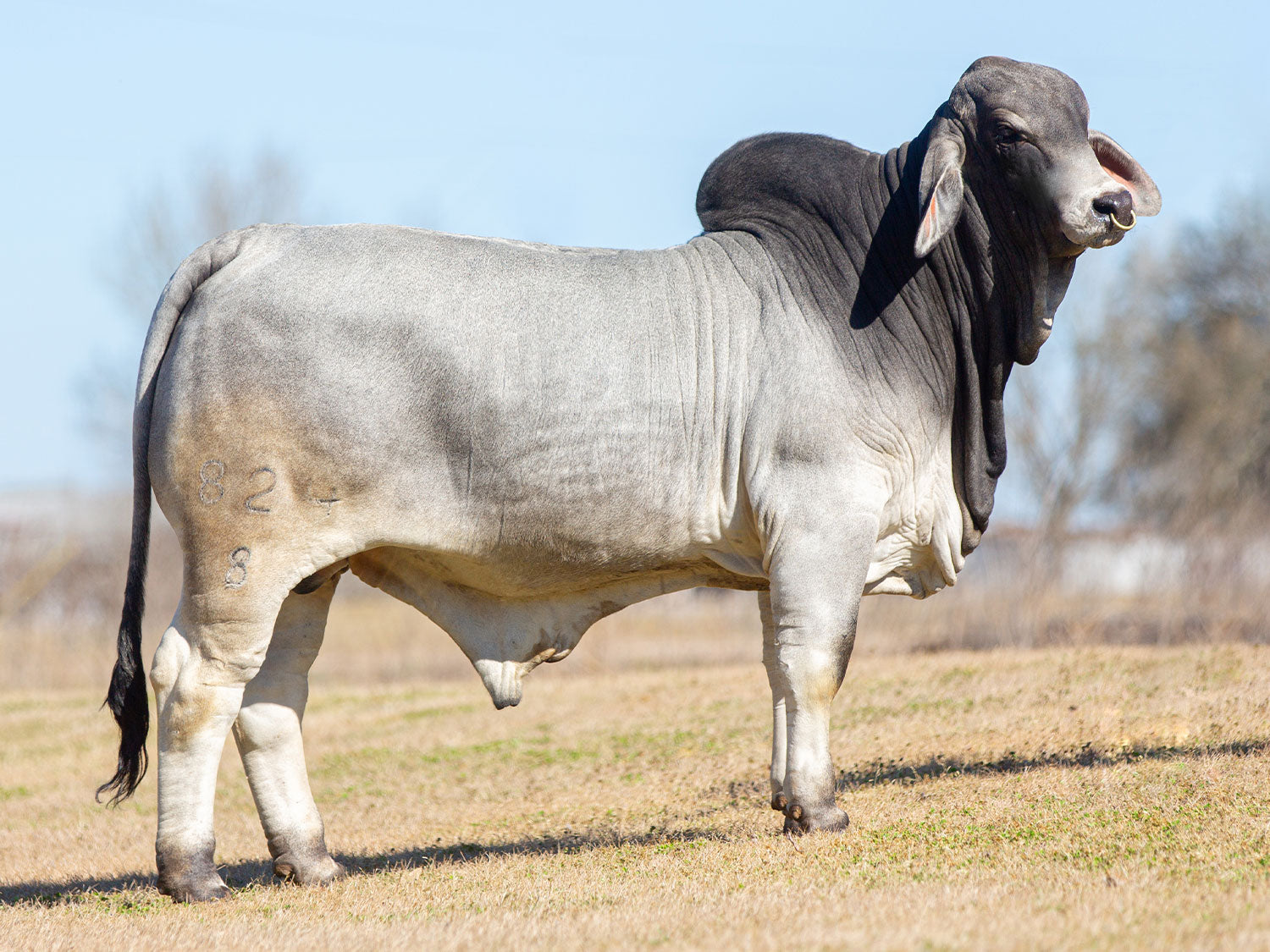 Mr. V8 824/8 (P) "Polled Solution" Semen Package of 5 Units