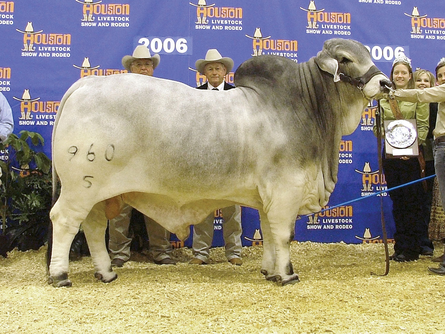 +Mr. V8 960/5 Semen