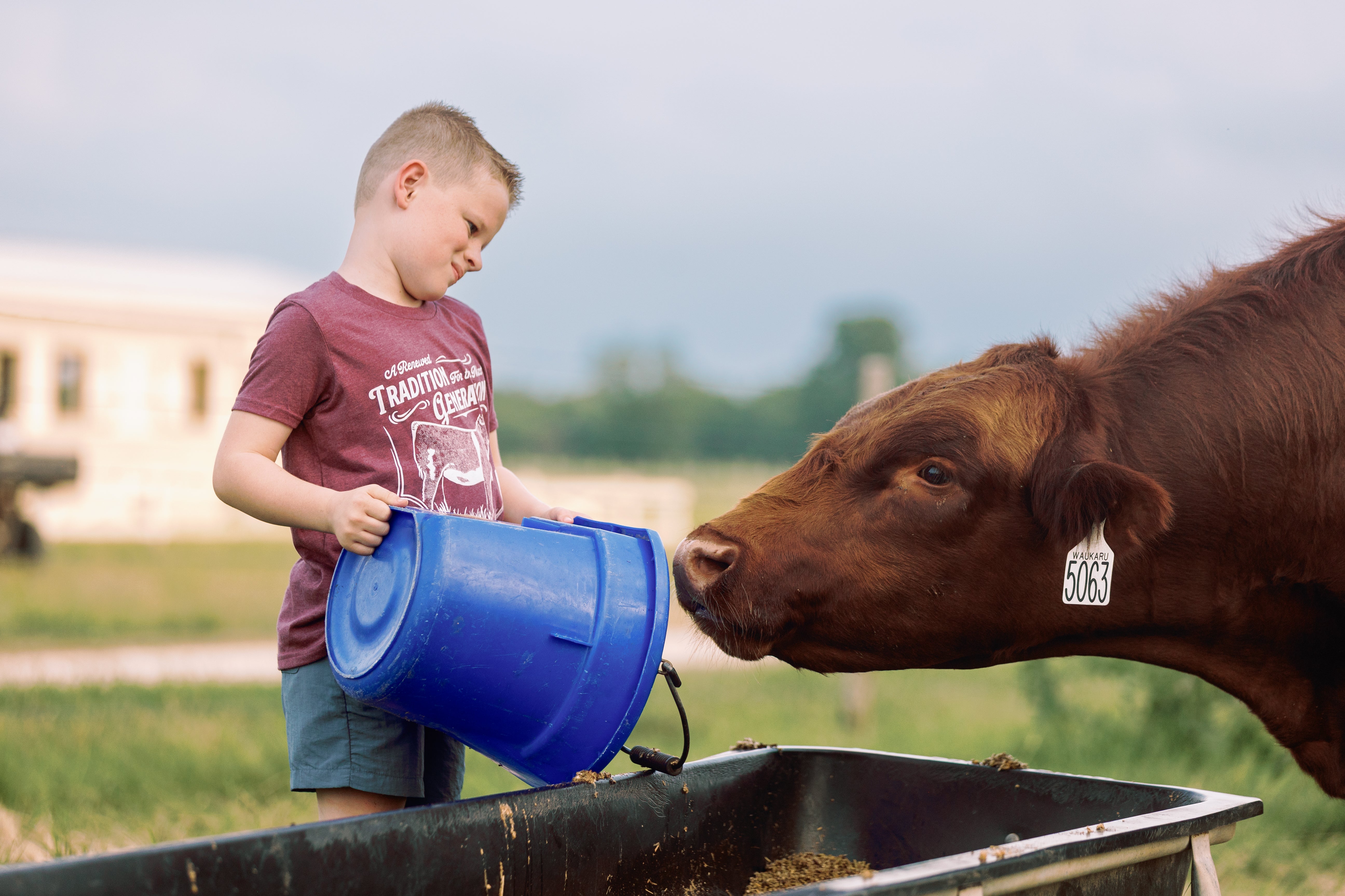 Knox’s Shorthorn Supply Co.