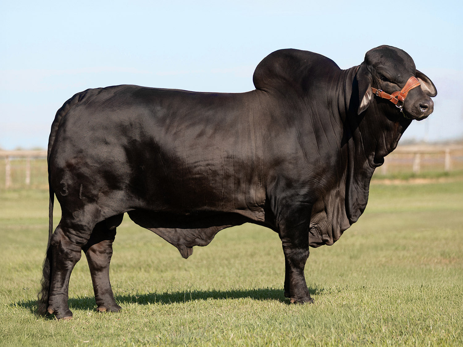 Mr. V8 311/9 "Blackthorn" Sexed Semen Package of 2 Units