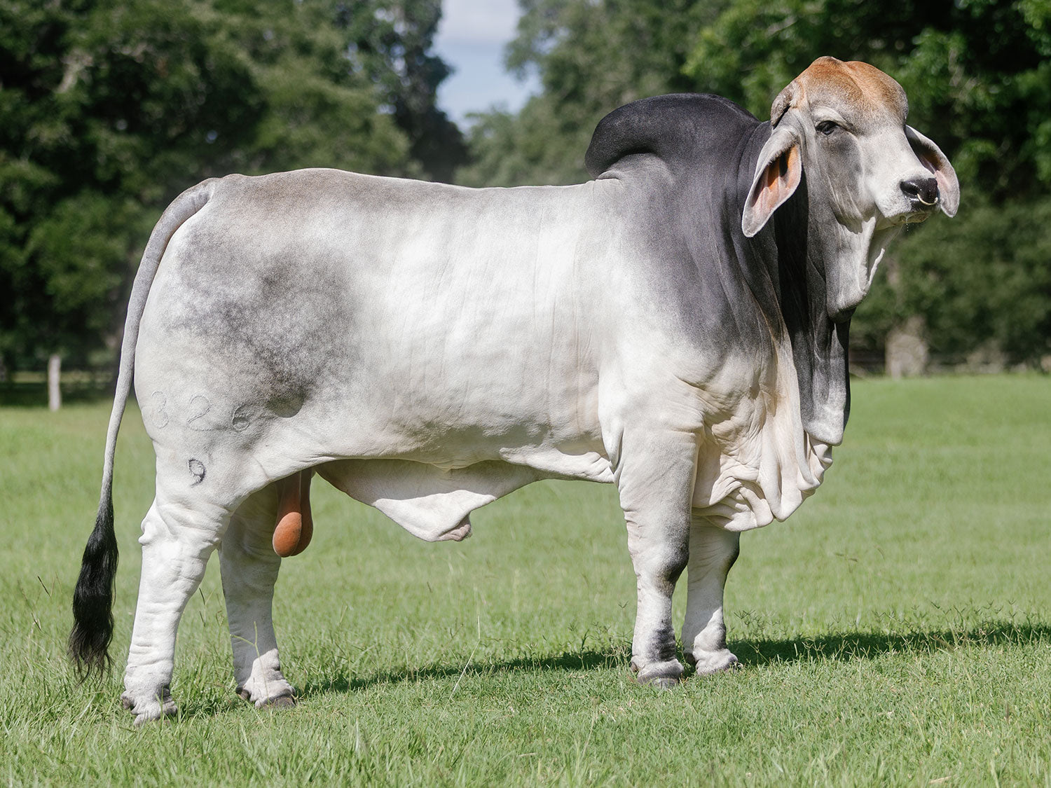 Mr. V8 326/9 (P) "The General" Semen