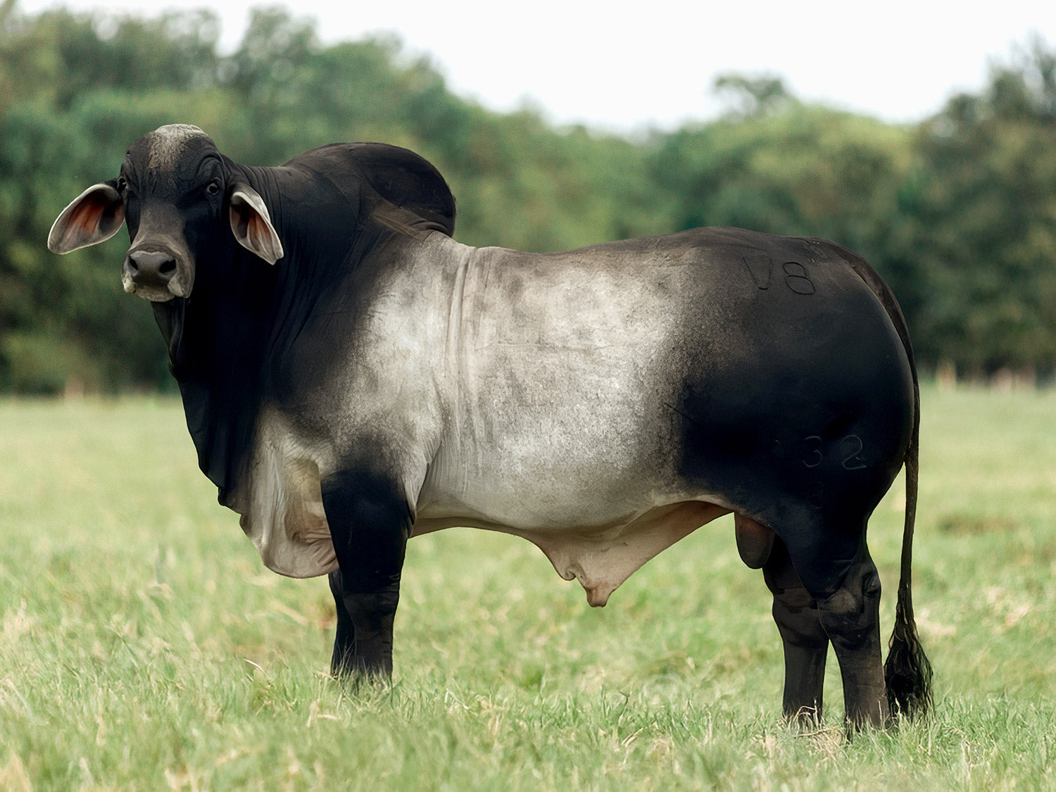 Mr. V8 332/8 "Ironside" Semen