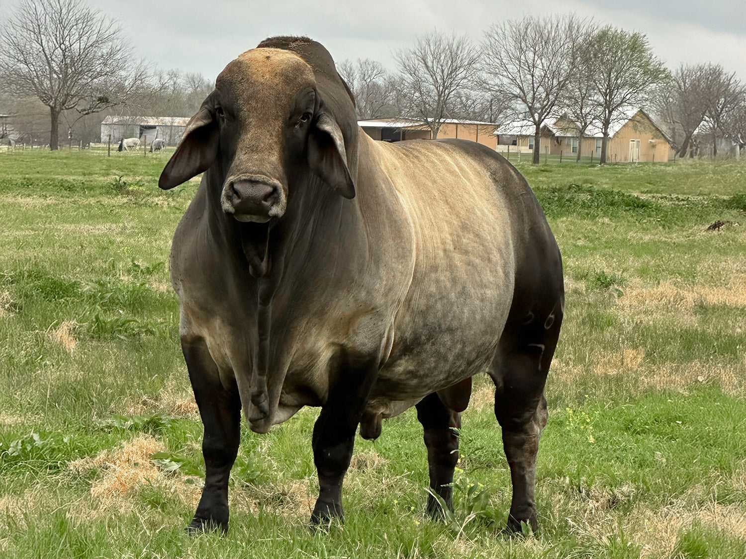 Mr. V8 864/7 "Watson" Semen