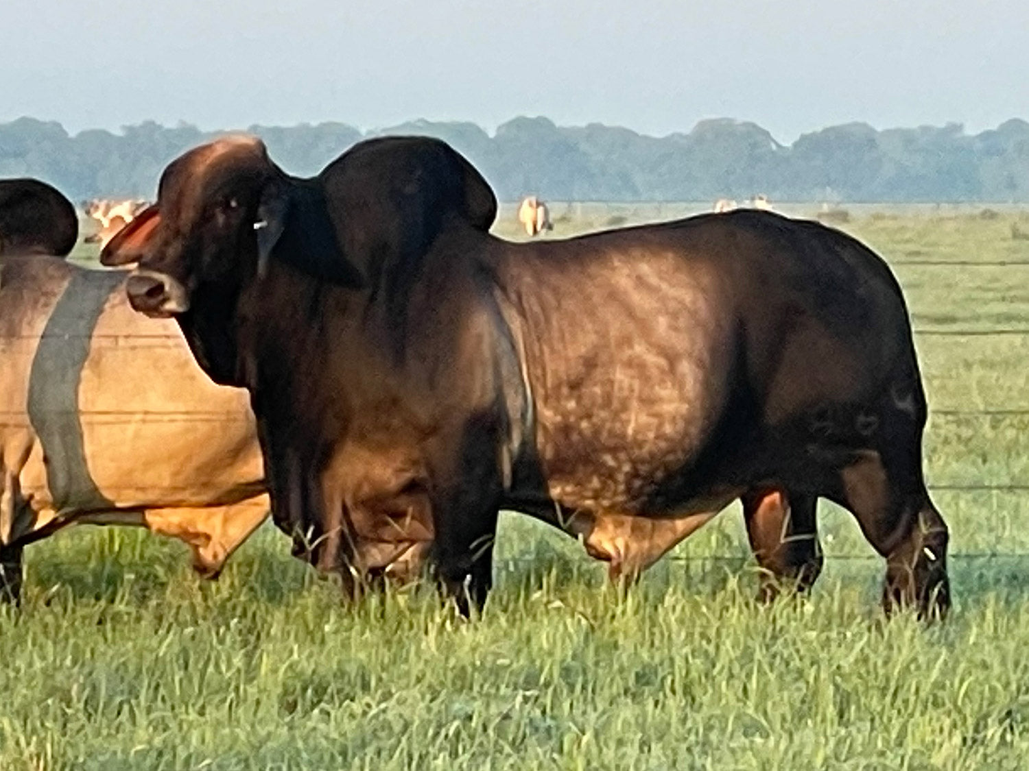 Mr. V8 864/7 "Watson" Semen