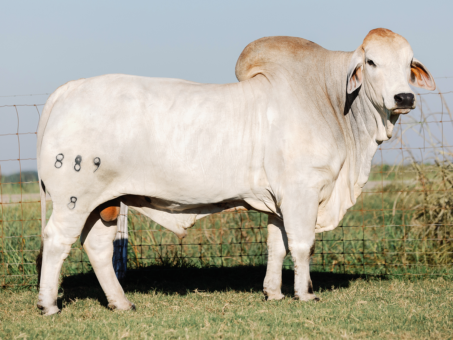 Mr. V8 889/8 Semen Package of 5 Units