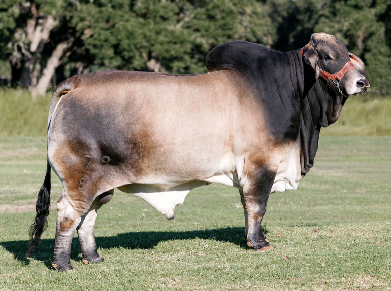 Mr. V8 979/8 "Checkmate" Package of 2 Sexed Female Semen Units