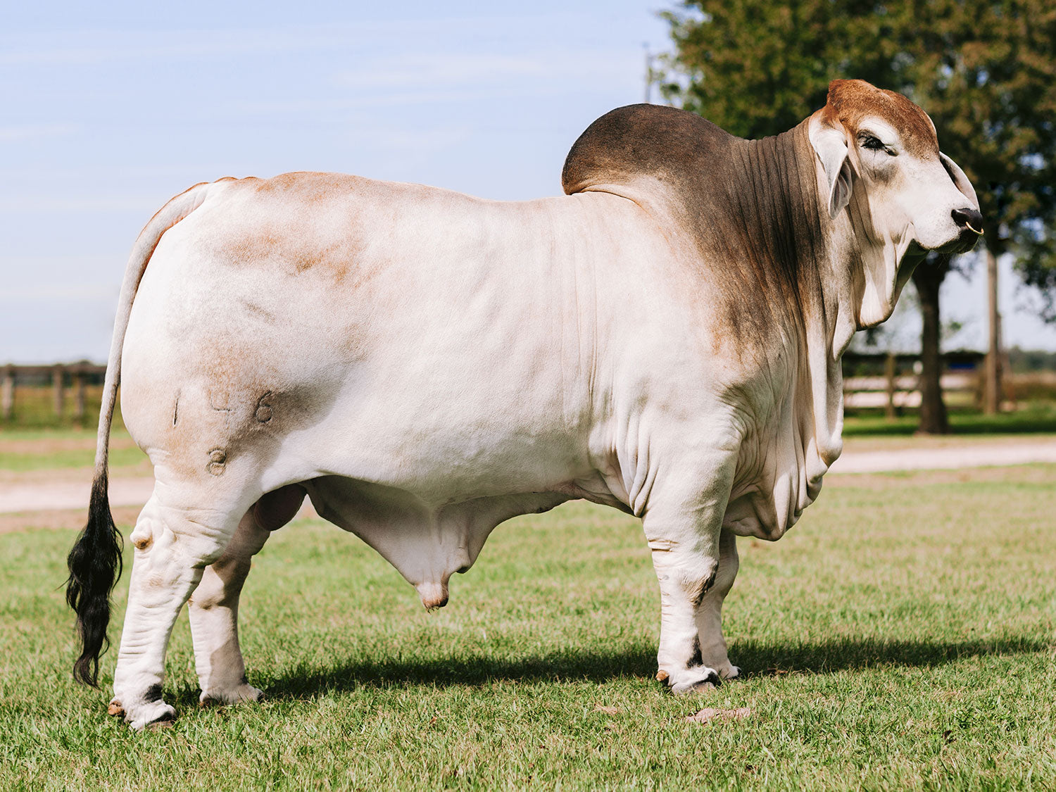 +Mr. V8 146/8 "Sloan" Semen