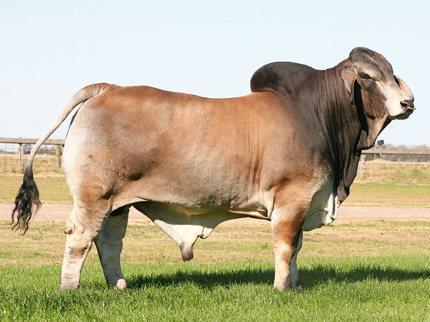 Mr. V8 243/7 Semen