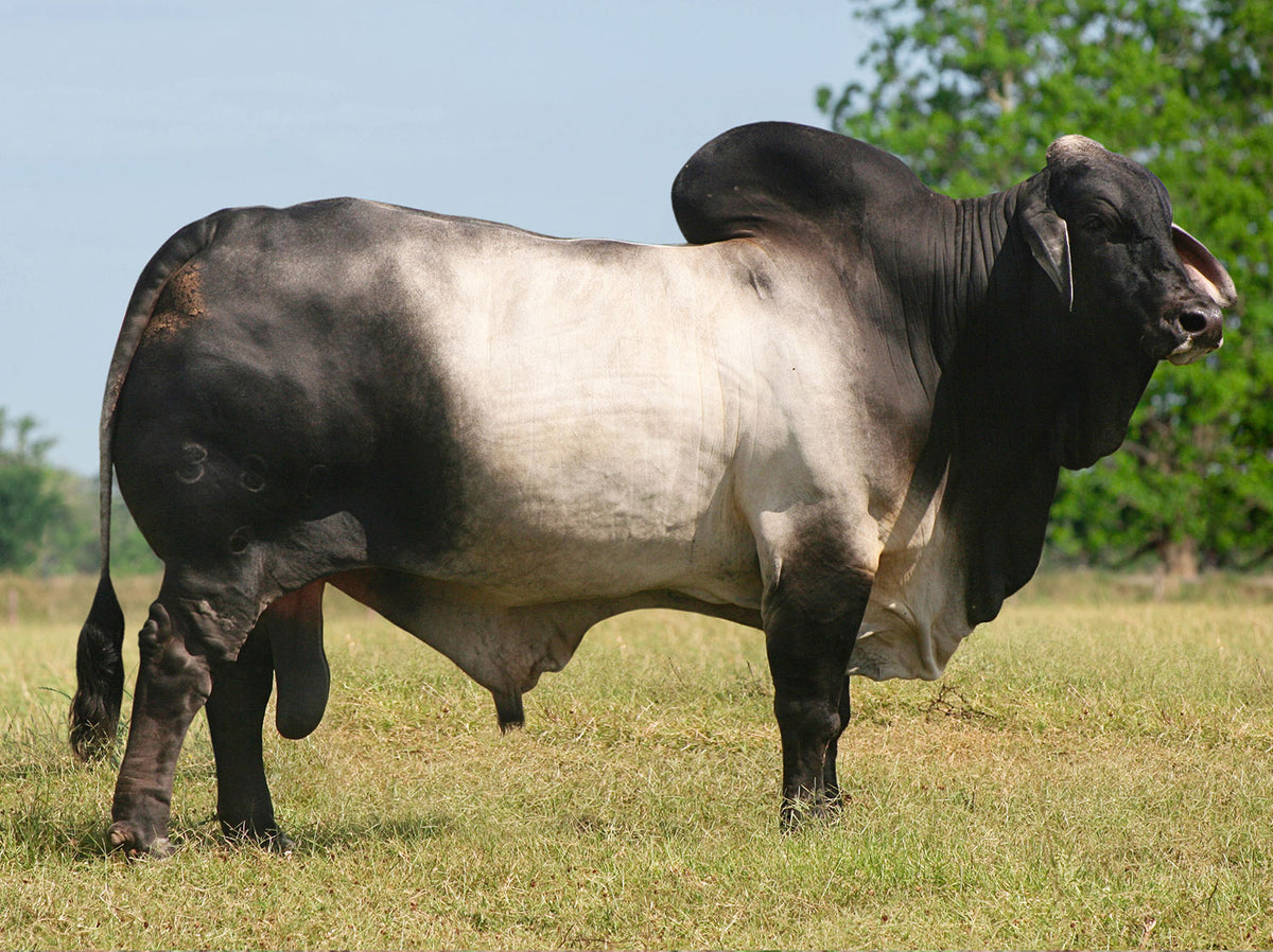 Mr. V8 380/6 Semen