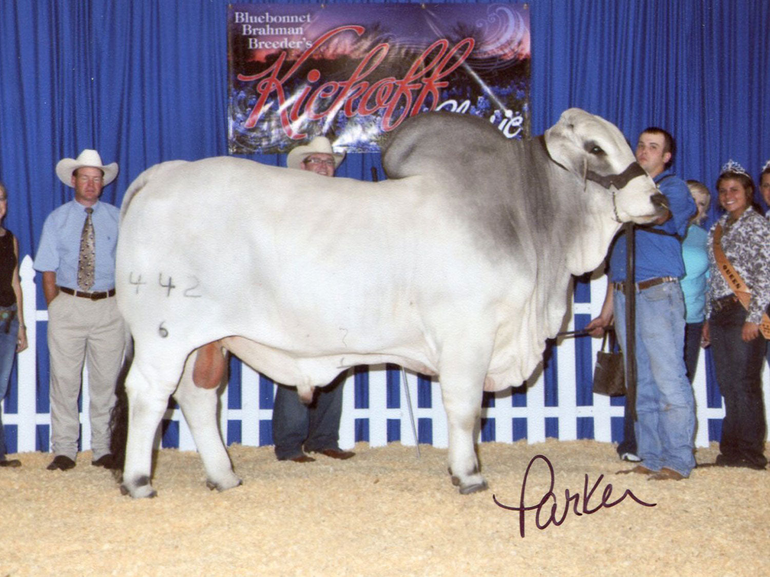 +Mr. V8 442/6 Semen