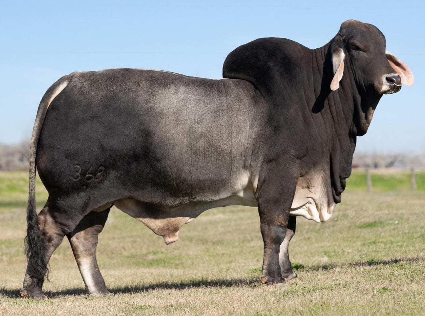 Mr. V8 368/8 "Onyx" Semen