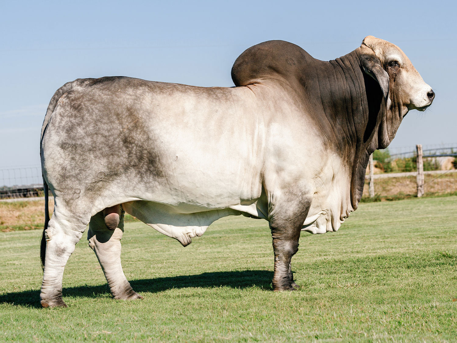 Mr. V8 179/8 "Big Mack" Semen