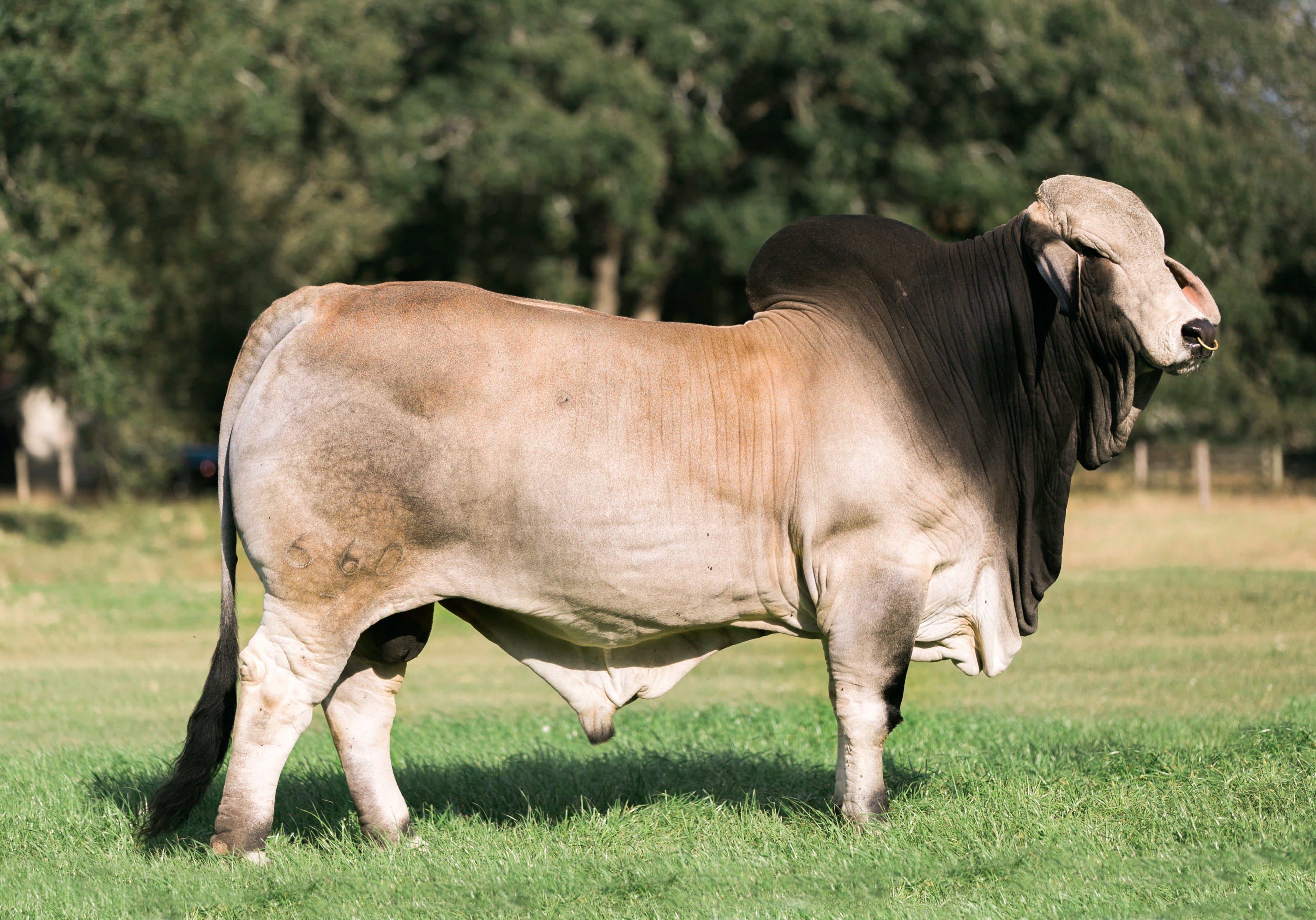 Mr. V8 660/7 Semen