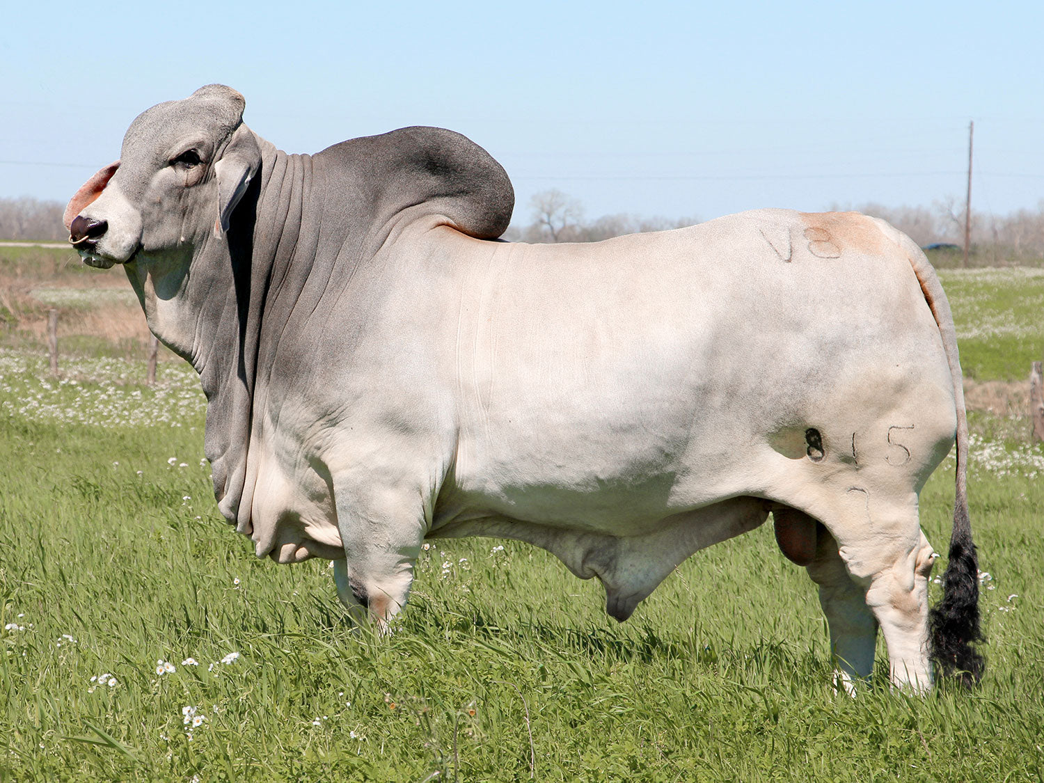 Mr. V8 815/7 Semen