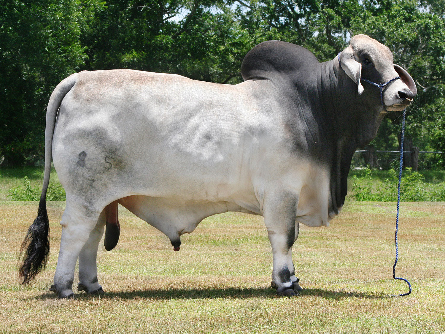 Mr. V8 85/7 "Ocho Cinco" Semen