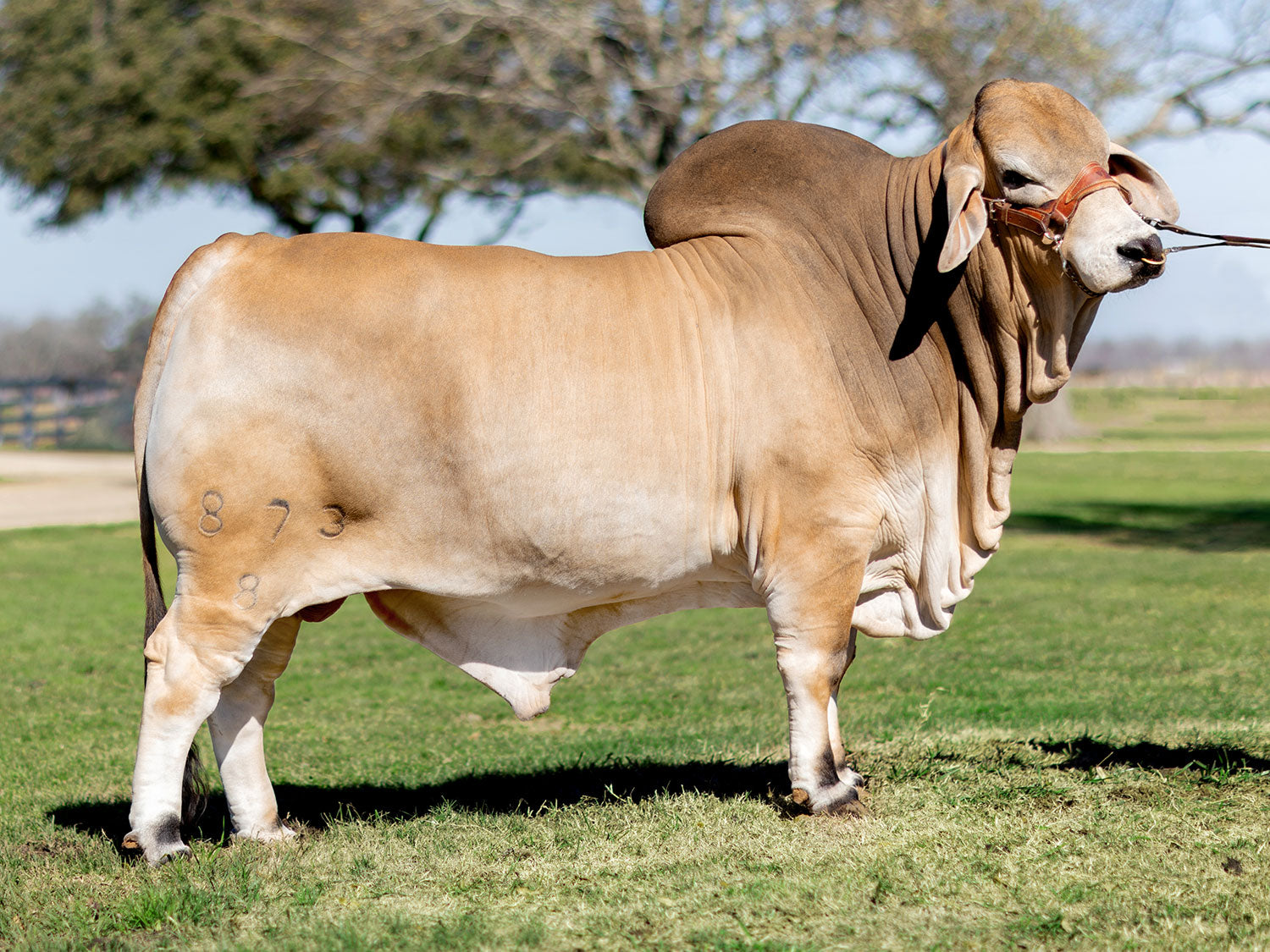 Mr. V8 873/8 "Colossal" Semen Package of 5 Units