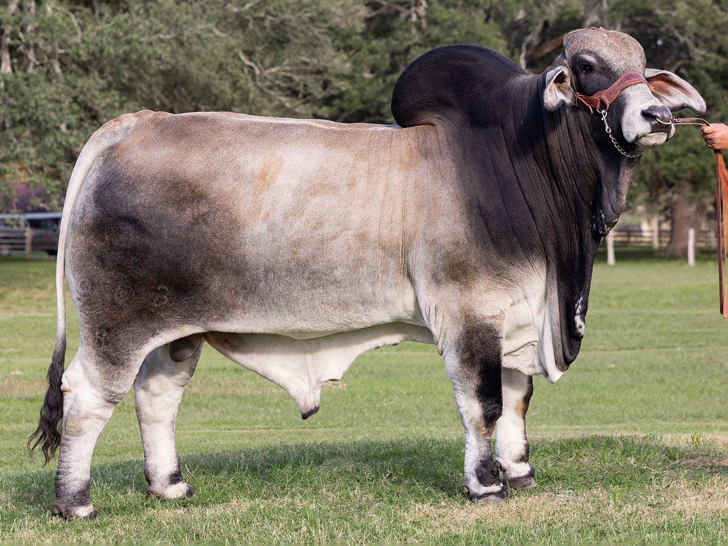 Mr. V8 903/8 "Omega" Sexed Female Semen