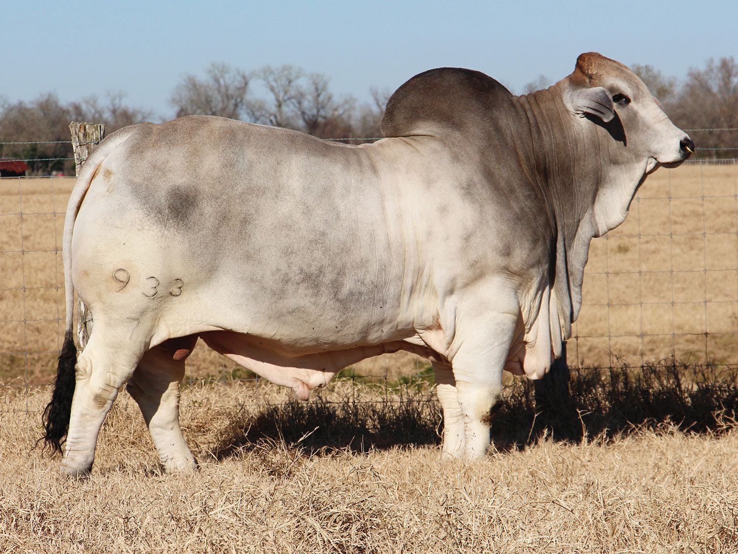 +Mr. V8 933/7 "Yeti" Semen