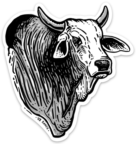 Brahman Bull V8 Sticker